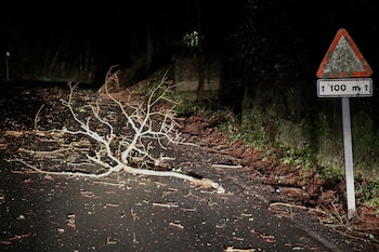 Ramas caídas en la carretera