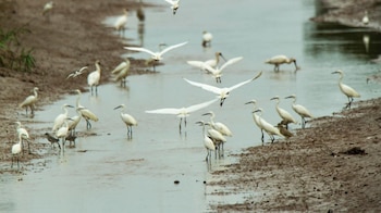 El SENASA confirmó un caso