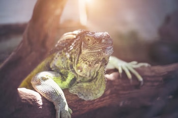 Los reptiles figuran entre los