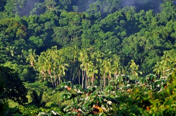 Vista de un sector del Parque Nacional Coiba un conjunto de islas de origen volcánico ubicadas en el Pacífico panameño. EFE/Alejandro Bolívar