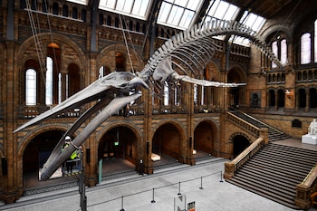 El Natural History Museum de Londres alberga desde fósiles de dinosaurios hasta minerales, meteoritos y el esqueleto de ballena azul llamado Hope (REUTERS/Dylan Martinez)
