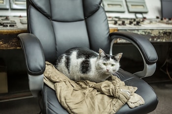 Un gato blanco y negro cubierto de hollín se paseaba entre las piernas de los trabajadores y los periodistas, superviviente del incendio que se declaró en la sala de control contigua, al final del pasillo. (Oksana Parafeniuk/The Washington Post)