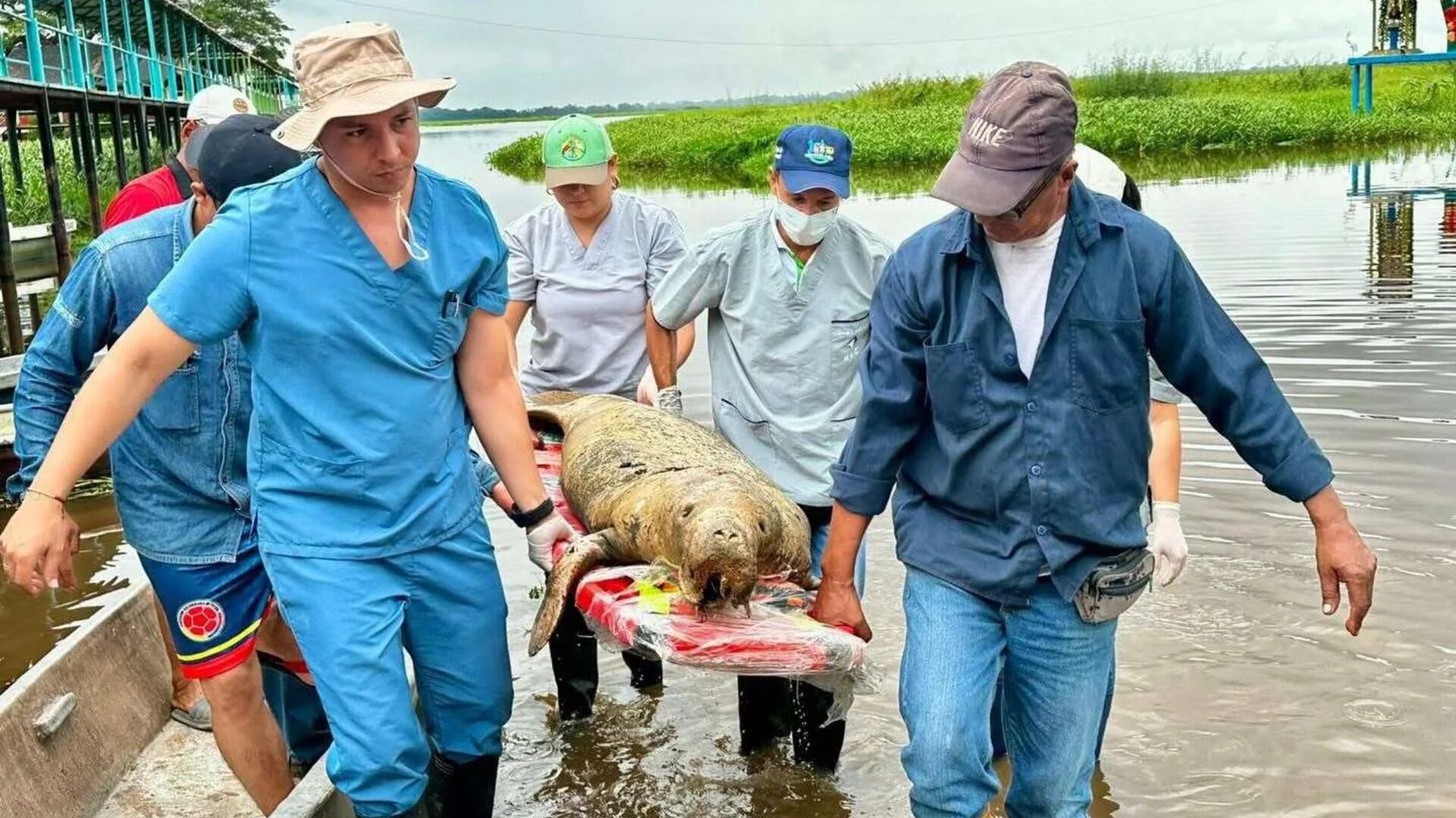 El hallazgo de un manatí antillano muerto en El Llanito eleva a trece los ejemplares fallecidos en Barrancabermeja desde 2018 - crédito @CAS_SANTANDER / X