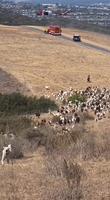 Un perro blanco corre por una colina seca frente a una manada de cabras, una persona, una ambulancia, un coche y un helicóptero en un camino