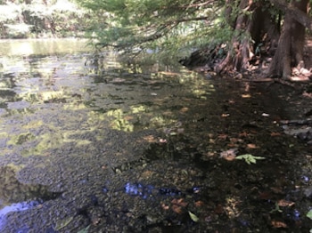 Agua con vegetación flotante y hojas secas junto a la orilla con raíces y ramas de árboles