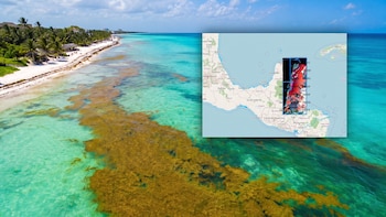 UNAM revela mapa en tiempo real del sargazo: así puedes verificar qué playas están afectadas