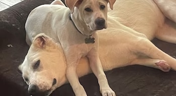 En el refugio Sudi se