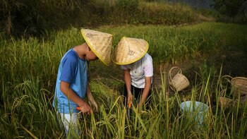 Se calcula 600 millones de