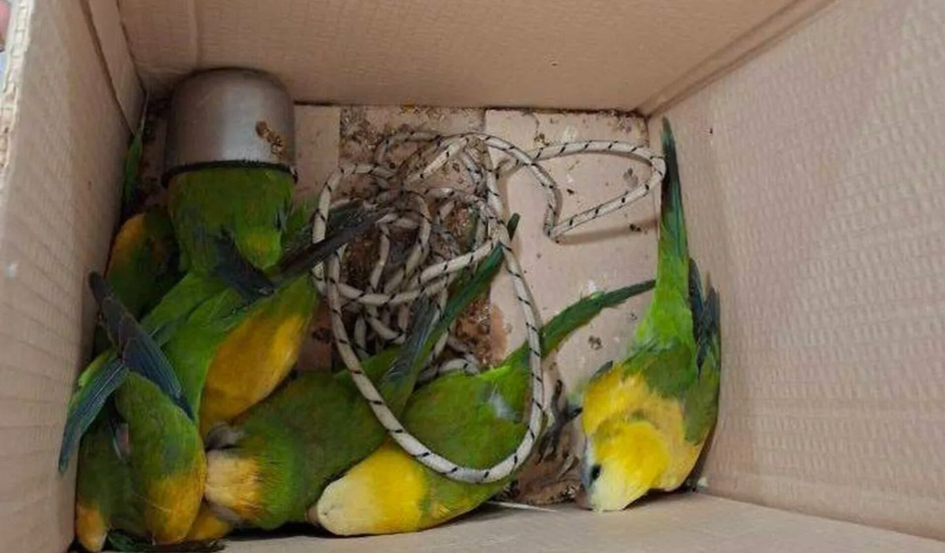 Parte de las cotorras rescatadas en La Plata (0221)