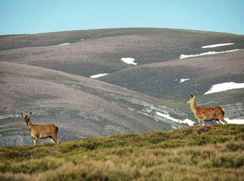 08/06/2019 Imagen de ciervos en el monte.
ESPAÑA EUROPA GALICIA SOCIEDAD
UNITEGA