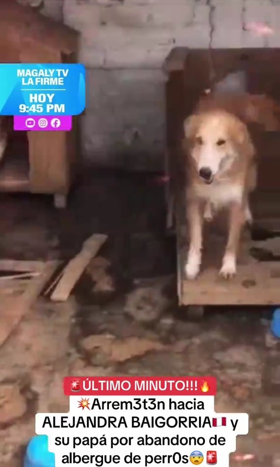 Vecinos y activistas protestaron por el presunto abandono de un albergue de mascotas en Chaclacayo.