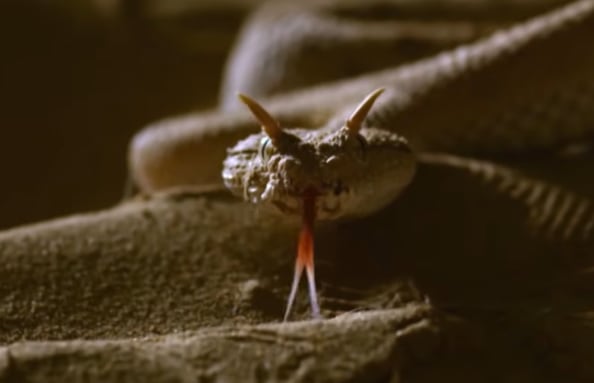 El hallazgo advierte que los huesos pueden ocultar rasgos clave de la apariencia y el comportamiento de un animal, un problema central para la paleontología (YouTube/@efectoalbedo8983)