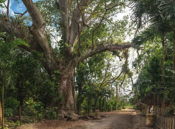 Los árboles tiene que representar