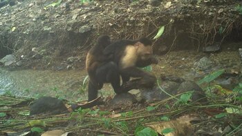 Monos capuchinos secuestran a una