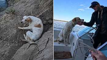 "Lo tiraron ahí": pescadores hallaron un perro atado en una barranca y lo rescataron en plena travesía