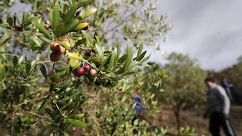 La campaña de la aceituna busca cuadrillas, pero muchos no quieren que su sueldo dependa de la lluvia: “La gente prefiere seis meses en la hostelería que estar cada día mirando el cielo”
