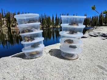 La restauración de las poblaciones