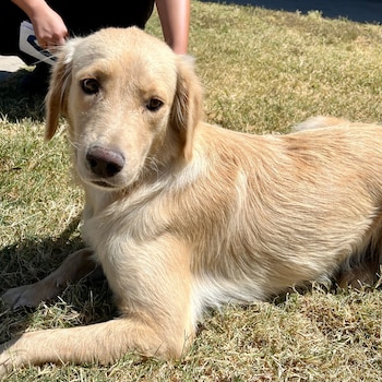 Darla, la golden retriever, después
