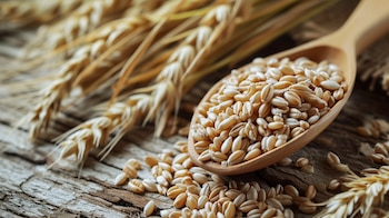 La siembra de cebada