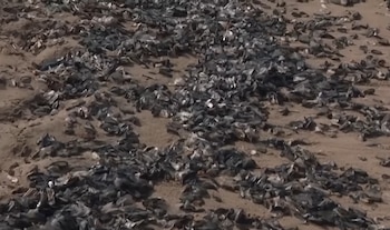 Miles de organismos marinos pequeños, de color oscuro y formas planas, cubren grandes extensiones de arena clara en una playa