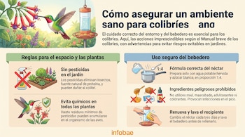 Infografía con ilustraciones de un colibrí, flores, un jardín, un bebedero, preparación de néctar y limpieza del recipiente, con texto explicativo.