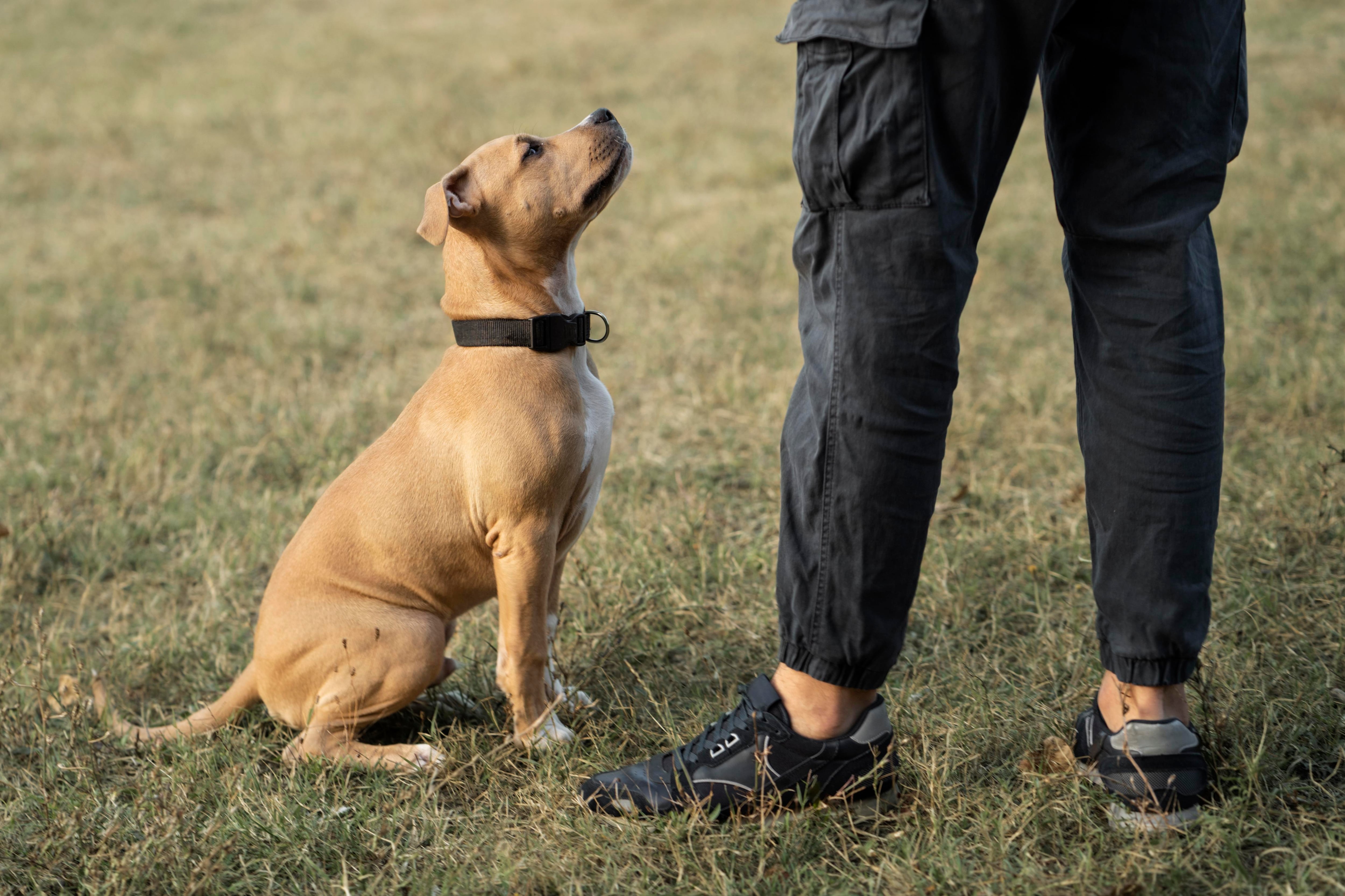 La inclinación de cabeza canina revela la compleja interacción entre la audición, la cognición y las emociones en la comunicación entre perros y humanos - (Freepik)