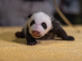 El cachorro nació el 21