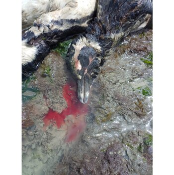 Preocupación de los expertos por