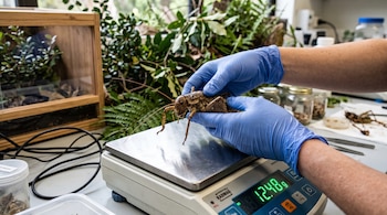 Manos con guantes azules sostienen un insecto grande sobre una báscula digital que muestra doce gramos con cuarenta y ocho centésimas.