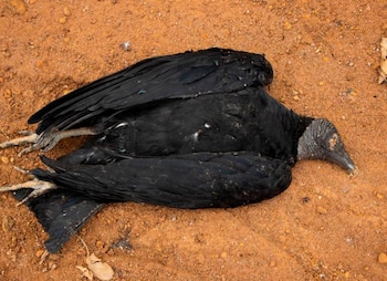 En Guarne, Antioquia, encuentran 16