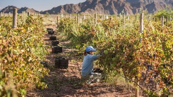 Viñedos, olivares y una oportunidad
