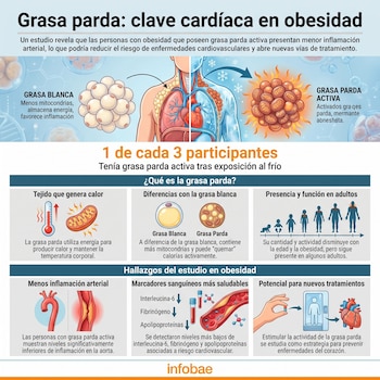 Infografía médica comparando grasa blanca y parda activa. Muestra anatomía humana, células grasas, termómetro, arterias, marcadores sanguíneos y potencial de tratamiento.