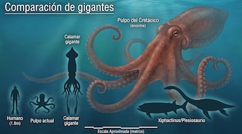 Infografía comparativa del tamaño de un humano, un pulpo actual, un calamar gigante, un enorme pulpo del Cretácico y dos reptiles marinos.