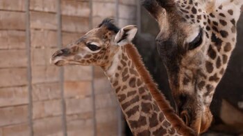 Tino se integró rápido a