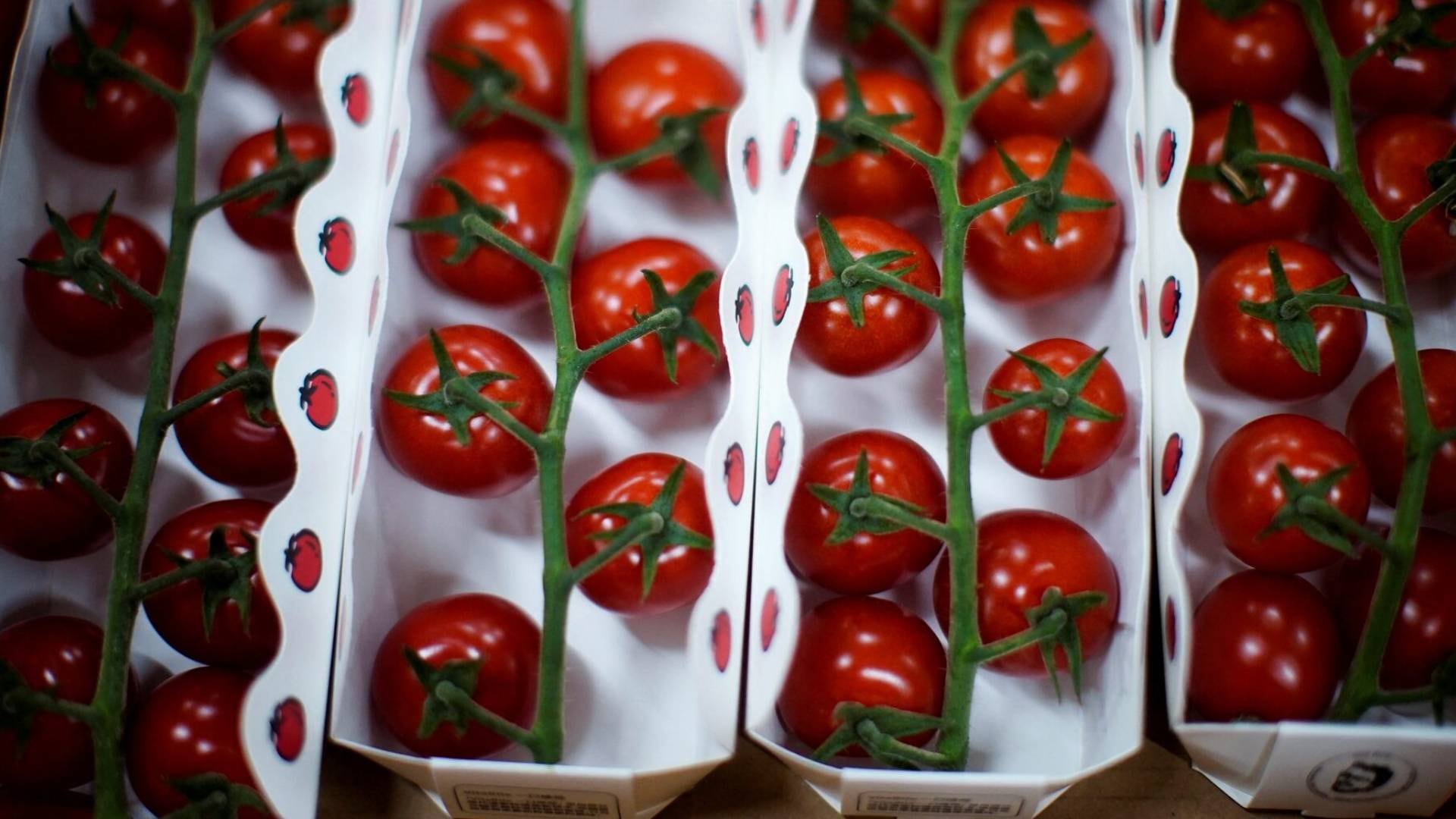 Expertos señalan que el tomate, el maíz y la fresa perdieron sabor por priorizar variedades resistentes al transporte en el mercado global (Reuters)