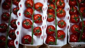 Vista superior de múltiples filas de tomates cherry rojos brillantes con tallos verdes, empaquetados en bandejas de cartón blanco
