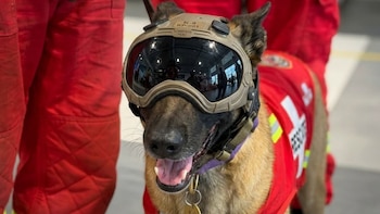 Un perro con pelaje marrón y negro lleva gafas y un chaleco rojo de rescate con el texto Bomberos Perú. De fondo, una persona con pantalón rojo