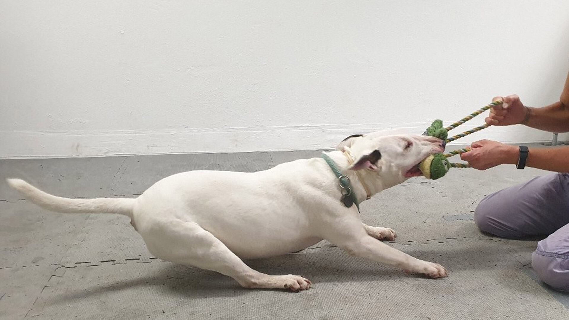 Las investigadoras consideran que algunos perros pueden desarrollar comportamientos adictivos a juguetes (Alja Mazzini)