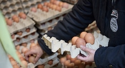 ¿Podrían faltar huevos?: el motivo por el cual el 95% de la industria avícola está en riesgo