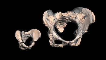 El nuevo estudio en neandertales cuestiona el dilema obstétrico como límite de la pelvis
