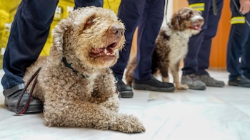 Sanz ofrece al embajador de Venezuela la Unidad Canina de Rescate de Bomberos tras los terremotos