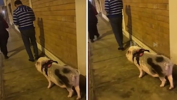 No es la primera ocasión