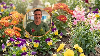 Ángel Illescas, floricultor: “Esta planta aguanta muy bien las cuatro estaciones del año, pero no le gusta mucho el calor”