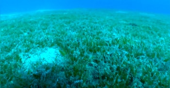 Halophila stipulacea