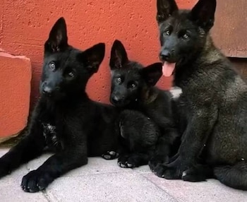 (foto: @Hctor68559979/X)