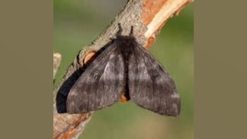 Especialistas advierten que los niños