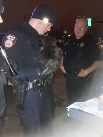 El cachorro que un hombre bajo los efectos de la metanfetamina arrojó contra un automóvil en Pueblo, Colorado, en manos de la Policía local (Pueblo Police Department)