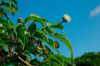 Imagen facilitada por el Real