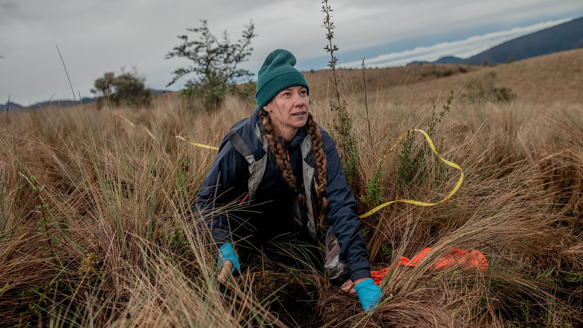 Los investigadores sostuvieron que las redes micorrízicas trasladan 3.900 millones de toneladas de dióxido de carbono equivalente por año y pidieron incluir a los hongos en las políticas climáticas y de conservación/Tomás Munita