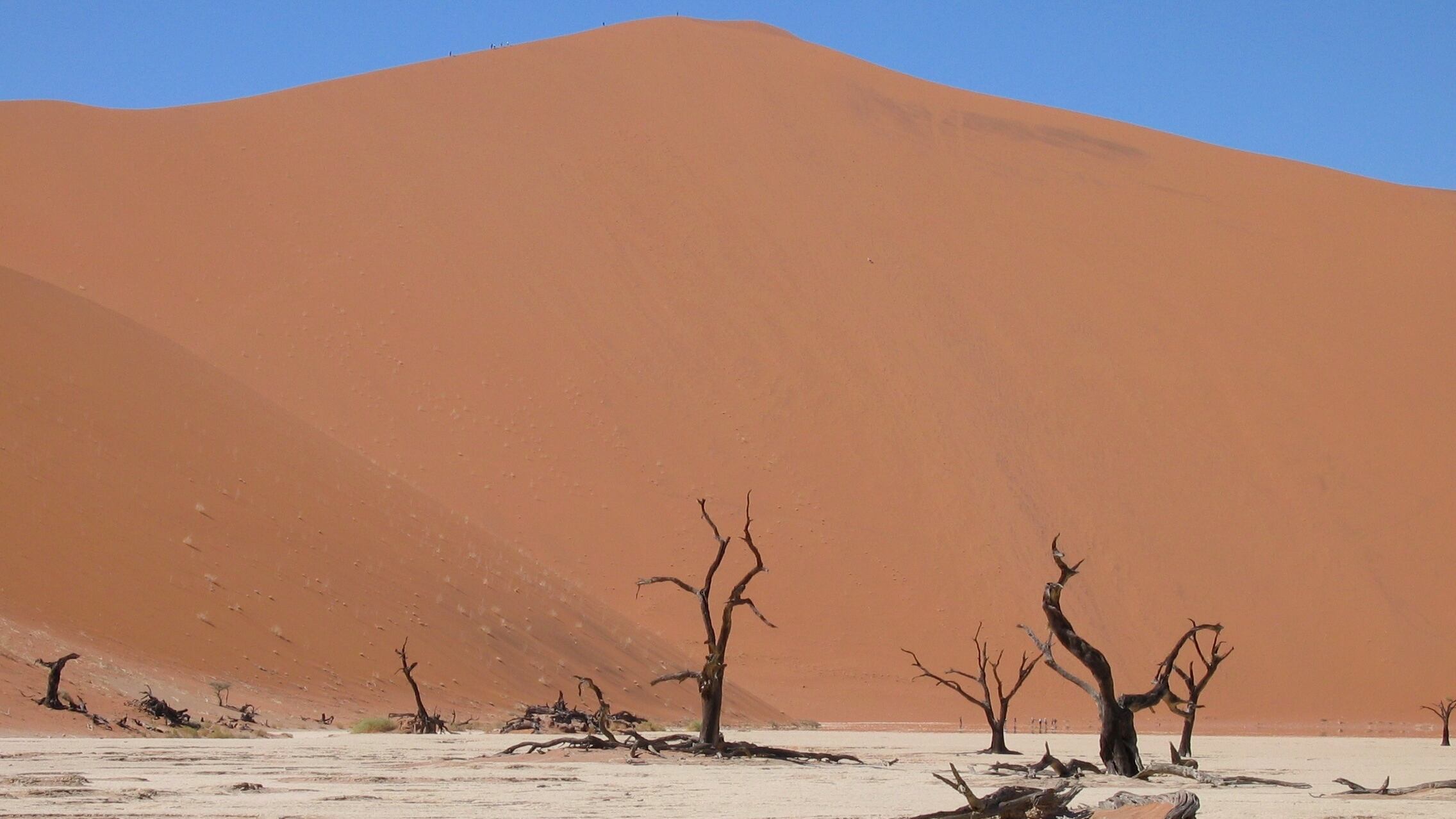 Dead Vlei, en Namibia, conserva árboles secos desde hace siglos por la aridez extrema que frenó su descomposición tras un cambio climático (Wikimedia Commons)